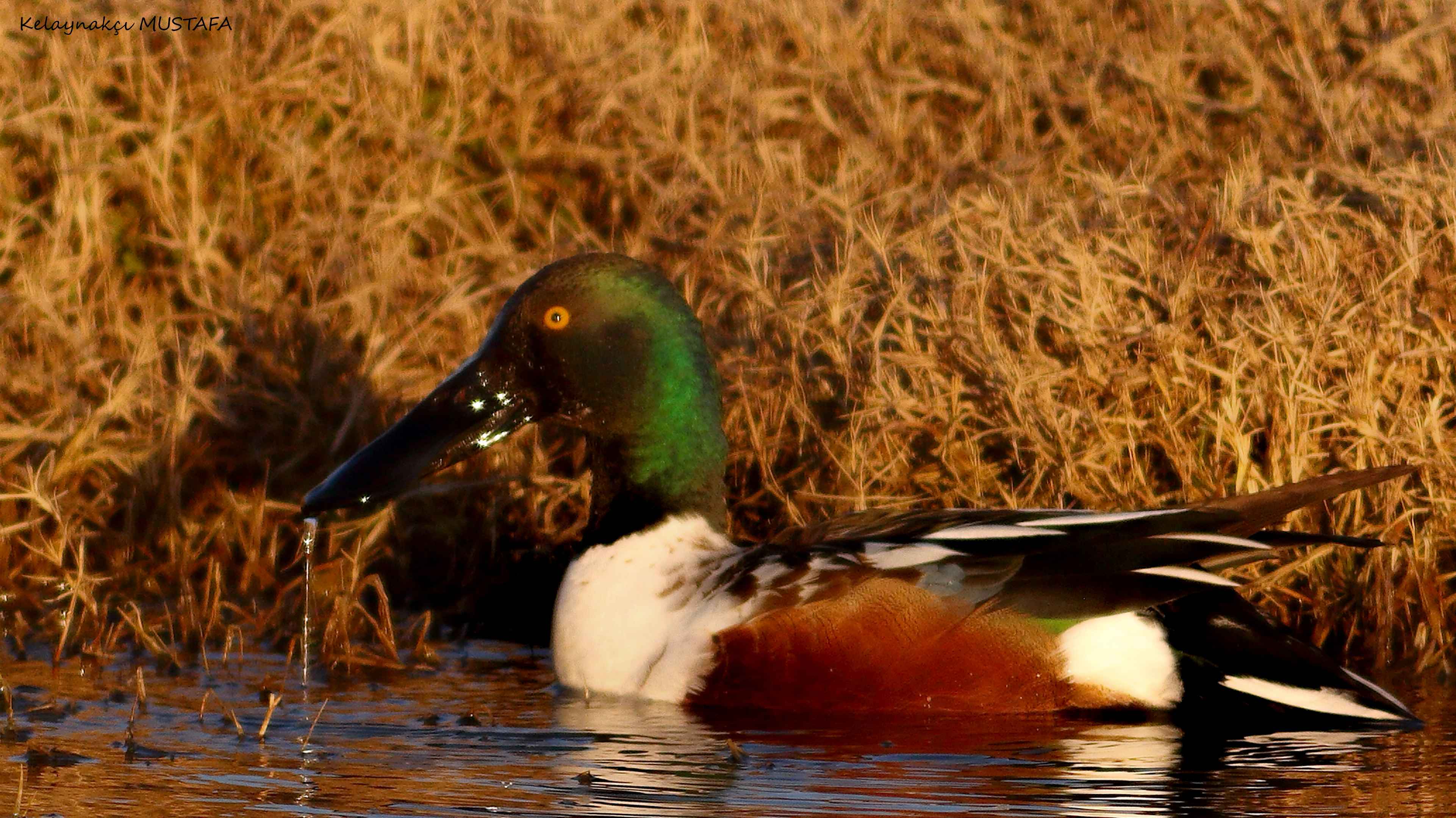 Northern Shoveler